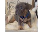 French Bulldog Puppy for sale in Houston, TX, USA