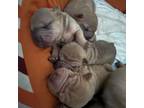 Chinese Shar-Pei Puppy for sale in La Puente, CA, USA
