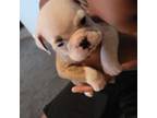 Bulldog Puppy for sale in Port Richey, FL, USA