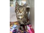 Adopt Campbell Soup a Domestic Short Hair
