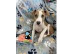 Adopt Faye a Pit Bull Terrier, Mixed Breed