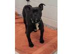 Adopt Mamba a Pit Bull Terrier, Mixed Breed