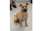 Adopt Pegasus a Pit Bull Terrier, Mixed Breed