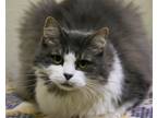 Adopt Ali a Domestic Short Hair