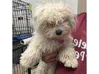Adopt Penny - City of Industry Location a Pomeranian, Poodle