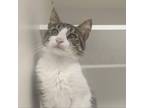 Adopt Mystery a Domestic Short Hair