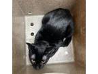 Adopt Kipper a Domestic Short Hair