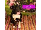 Adopt Jade a Pit Bull Terrier