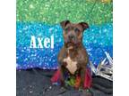 Adopt Axel a Mixed Breed
