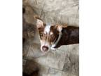 Adopt Flo Terrier a Jack Russell Terrier, Mixed Breed