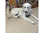 Adopt Crystal a Great Pyrenees
