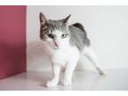 Adopt Rivet a Domestic Short Hair