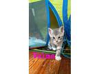 Adopt Kitten: Velma a Domestic Short Hair