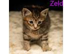 Adopt Kitten: Zelda a Domestic Medium Hair