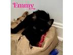 Adopt Kitten: Emmy a Domestic Medium Hair