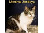 Adopt Momma Zendaya a Domestic Long Hair, Domestic Medium Hair