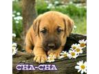 Adopt Cha-Cha a Boxer, Siberian Husky