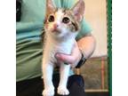 Adopt Ellie a Domestic Short Hair