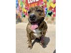 Adopt SKIPPER a American Staffordshire Terrier, Mixed Breed