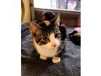 Adopt Faby a Domestic Short Hair