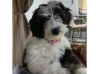 Adopt Brooke a Bernese Mountain Dog, Poodle
