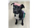 Adopt Stella 3 a Mixed Breed