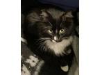 Adopt MINNIE - Offered by Owner - Young & Snuggly a Domestic Medium Hair