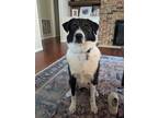 Adopt Penny V (New Digs) a Border Collie