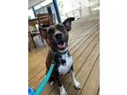 Adopt Pip a Dutch Shepherd, Boxer