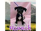 Adopt Hannah a American Staffordshire Terrier, Mixed Breed