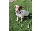 Adopt Mayflower a Terrier, Basset Hound