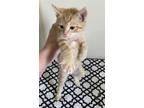 Adopt Clementine - Orange Kitten #16 a Domestic Short Hair