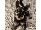 Adopt MUFFIN a Schnauzer