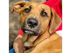 Adopt Betty a Labrador Retriever, Hound