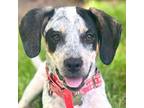 Adopt Rox a Bluetick Coonhound, Terrier