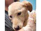 Adopt Life'S A Message a Labrador Retriever