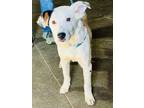 Adopt Cash a Cattle Dog, Mixed Breed