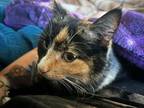 Adopt Cleo a Domestic Medium Hair