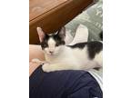 Adopt Chameleon a Domestic Short Hair