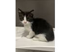 Adopt Crocodile a Domestic Short Hair