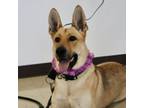 Adopt MISTY-Paws Behind Bars Trained a German Shepherd Dog