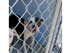 Adopt Ms Petey a Pit Bull Terrier