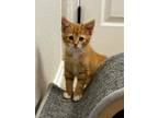 Adopt Emmeline a Domestic Short Hair