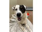 Adopt Vivica 2 a Cattle Dog, Australian Cattle Dog / Blue Heeler