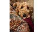 Adopt Tracy a Goldendoodle, Poodle