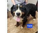 Adopt Kayla a Bernese Mountain Dog