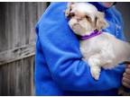 Adopt Minnie a Shih Tzu