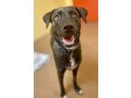 Adopt Boltrise a Mixed Breed