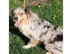 Adopt Jazzy a Australian Shepherd