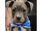 Adopt Sally a Pit Bull Terrier